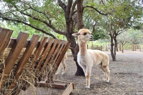 La Réunion : Découvrez le zoo parc à Étang salé !