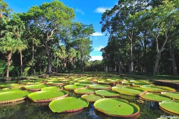 Les 7 plus beaux parcs et jardins de l'île Maurice